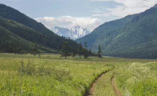 grünes Feld und Berge in der Ferne